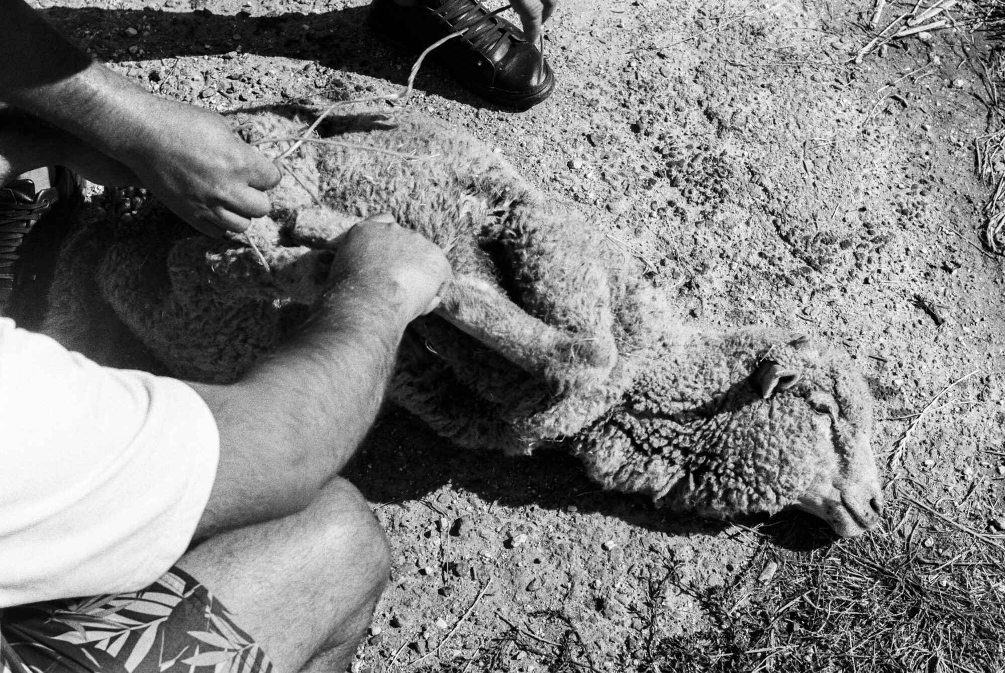 Negru Vodă, Romania 205